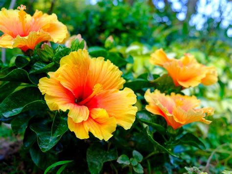 Fertilizing Hibiscus - How And When To Use Hibiscus Fertilizer