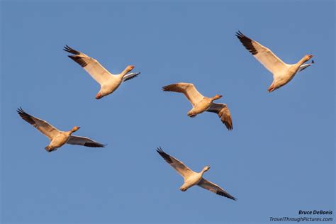 Snow Geese | Travel Through Pictures . com