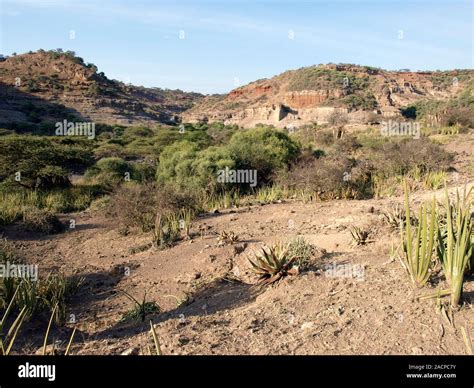 Olduvai Gorge landscape, Tanzania. This gorge (also called Oldupai Gorge) is famous for the ...