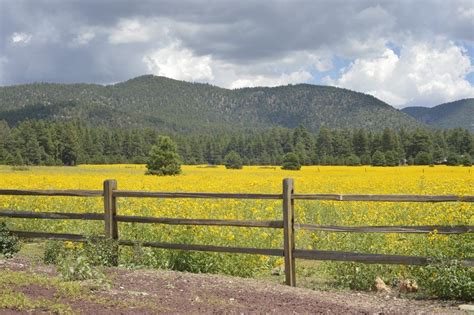 15 STUNNING Cabins in Flagstaff [2024 Edition]