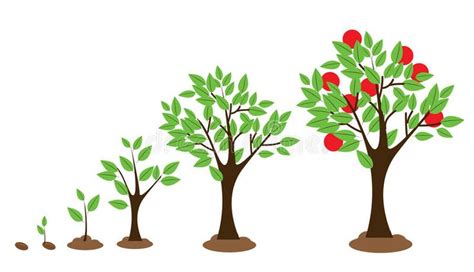 Tree Growth. Vector illustration of tree growth diagram isolated on white , #AD, #Vector, # ...