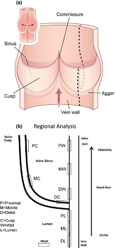 Function Of Venous Valves