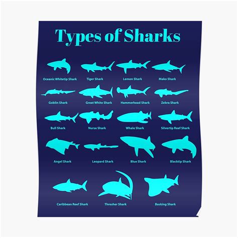 "Types Of Sharks Shark Chart" Poster by banwa | Redbubble