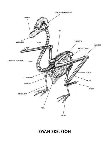 Swan Skeleton Poster by pigsnacks on DeviantArt