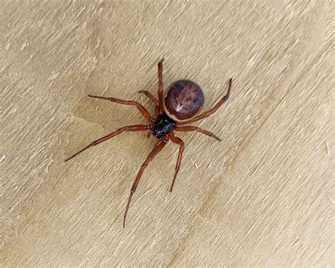 Noble False Widow Spider Bites Can Result in Severe Symptoms Requiring ...