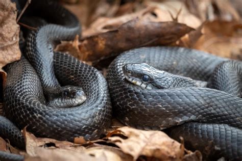 15 Most Common Species of Snakes in Michigan: Pictures + Facts