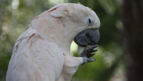 Goffin Cockatoo Lifespan, Diet & Health Guide 2022 - CuteParrots