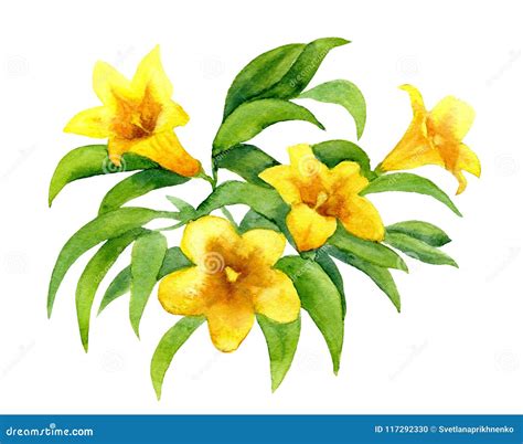 Yellow jessamine stock illustration. Illustration of jessamine - 117292330