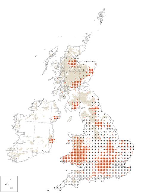 Red Kite | BTO - British Trust for Ornithology