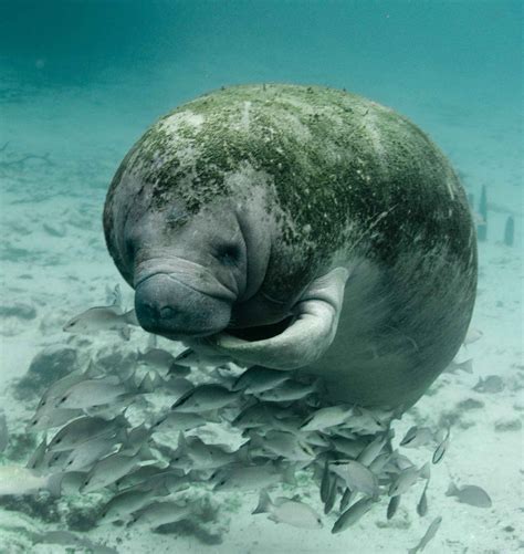 Smithsonian Insider – Algae bloom toxins may make Florida’s manatees ...