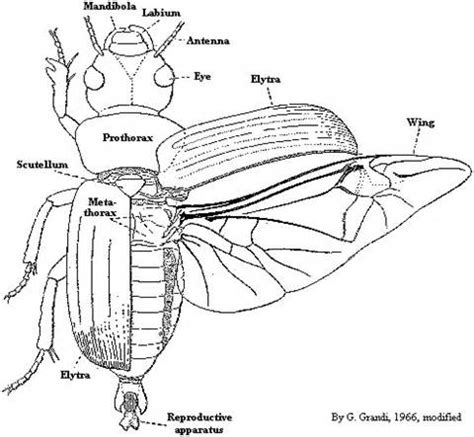 Biological and evolutionary attributes of carrion beetles - Coleoptera ...