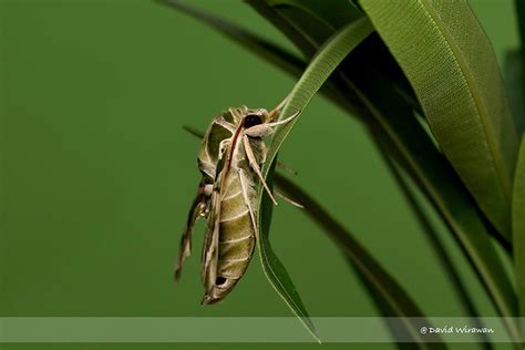 Oleander Hawk Moth - Singapore Geographic