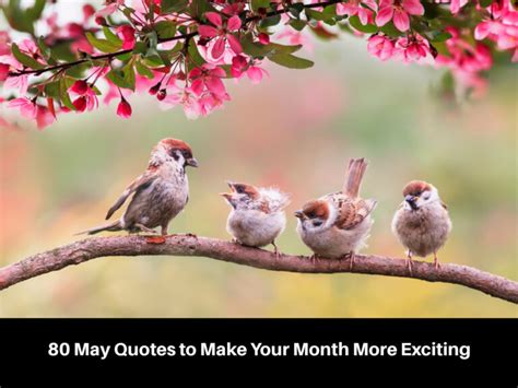 80 May Quotes to Make Your Month More Exciting