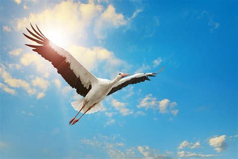 The stork has been a bird of legends through the centuries.Source: Serghei Velusceac / Adobe ...