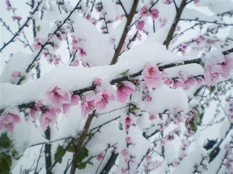 HD wallpaper: snow, flowers, peach, nevada, winter, cold temperature, plant | Wallpaper Flare