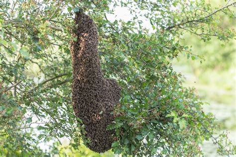 How to Handle a Honey Bee Swarm - Live Bee Removal