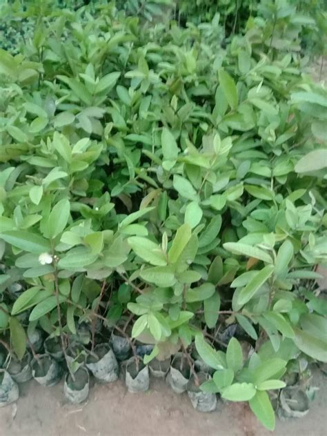 Well Watered Green Guava Plant Sapling, For Fruits at Rs 70/piece in Nagaon