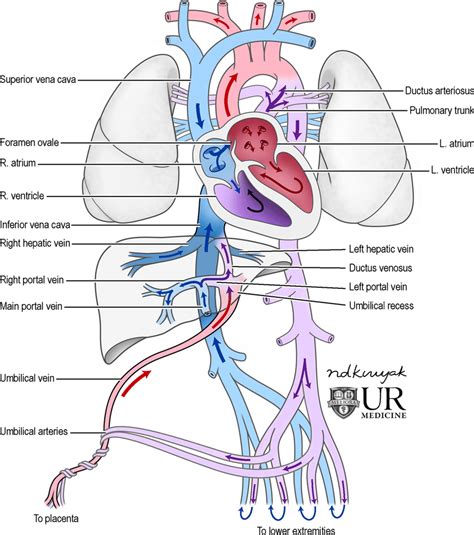 Fetal Circulation Anatomy