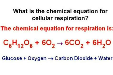 Give The Balanced Chemical Equation For Cellular Respiration - Tessshebaylo