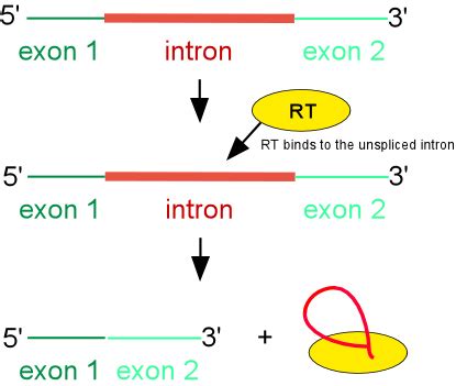 Splicing of group II introns