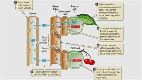 Phloem loading ( Food Transported)