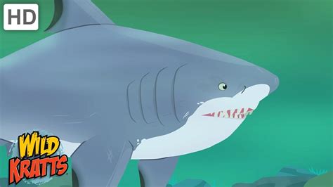 Wild Kratts | Sharks | Apex Predators of the Oceans - YouTube