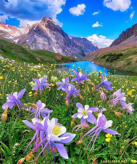 Beautiful flower front the mountain and water #Nature | Nature pictures ...