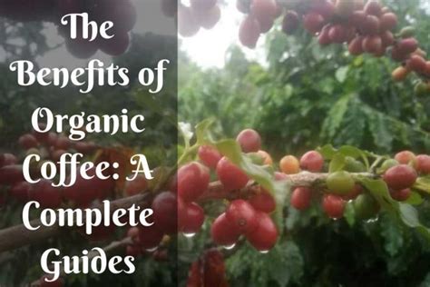 The Benefits Of Organic Coffee: A Complete Guide