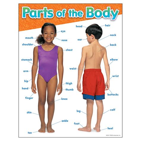 Parts of the Body Learning Chart, 17" x 22" - T-38048 | Trend Enterprises Inc. | Science