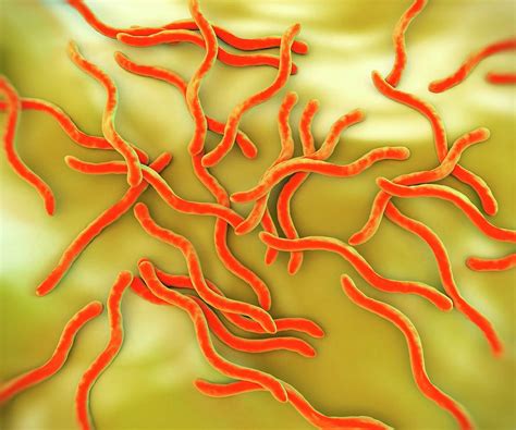 Lyme Disease Bacteria Photograph by Science Artwork - Pixels