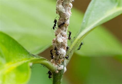 12 Natural Ways to Get Rid of Mealybugs on Plants - Dre Campbell Farm