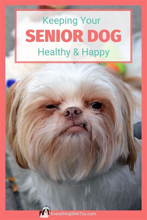 Caring For Your Senior Dog | Senior dog, Shih tzu, Cute small dogs