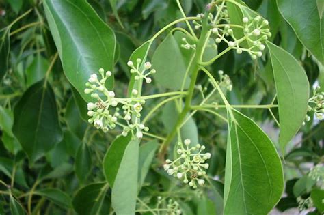 Camphor Tree Camphor Laurel Cinnamomum Camphora | Best Garden Ideas