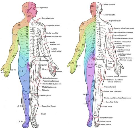 dermatomal | Нерв, Нервная система, Упражнения