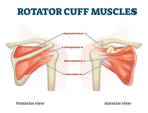 TOA | Rotator Cuff Injury | Tennessee Orthopaedic Alliance