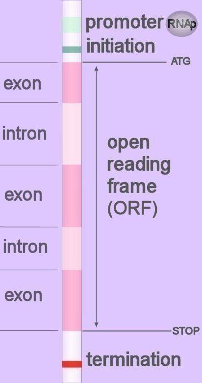 Chemistry of Life: open reading frame