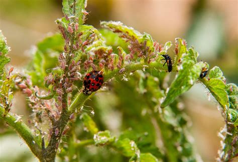 Biological Control With Predators and Parasitoids | NC State Extension