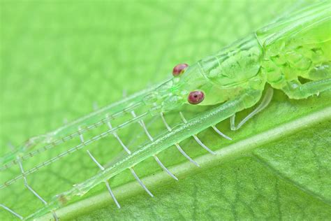 Predatory Katydid Photograph by Melvyn Yeo/science Photo Library - Pixels