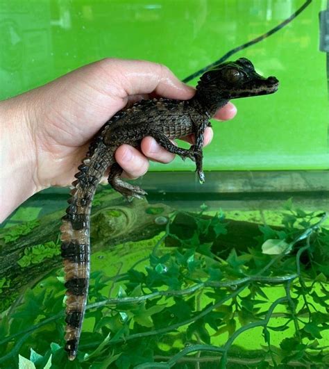 Schneider's Dwarf Caiman – Reptile Pets Direct