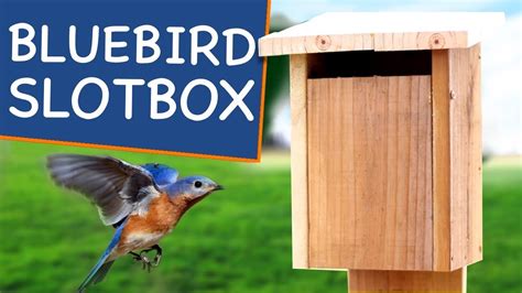 How to Build a Bluebird House with Slot Entry🐥! Not Your Grandpa's Bird ...