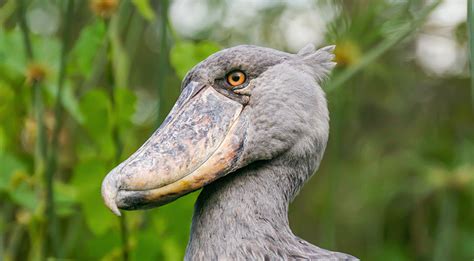 The Storks of Africa | Rockjumper Birding Tours