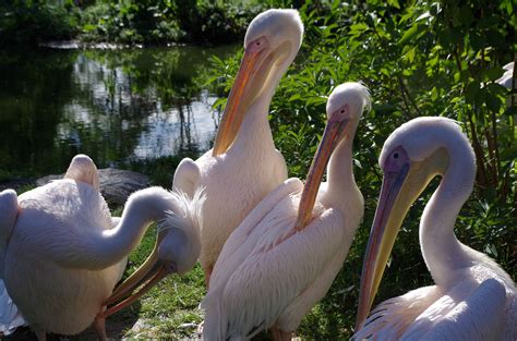 Pelicans Pelican, Bazaar, Pet Birds, Strange, Scenic, Wildlife, Animals ...