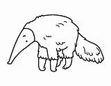 Anteater Coloring Pages  Best For Kids sketch template