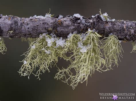 Rocky Mountain Reindeer Lichen - Wildernessshots Photography