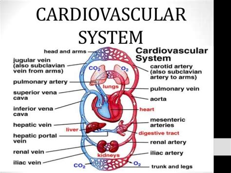 ANATOMY & PHYSIOLOGY FINAL PROJECT: Cardiovascular System