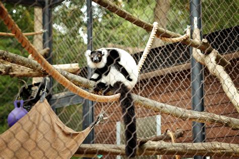 Greenville Zoo Primate Enclosures - Mavin Construction