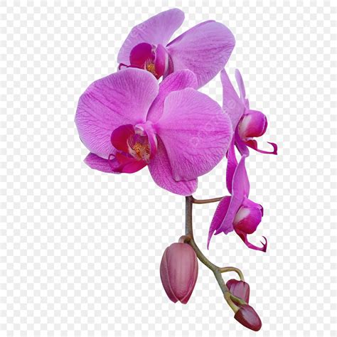 Orchid Flowers PNG Image, Orchid Flower, Orchid, Flower, Plant PNG ...