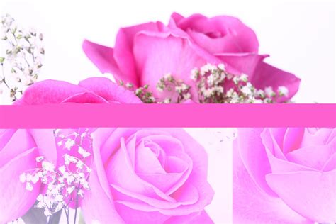 Beautiful Pink Roses Wallpapers on WallpaperDog