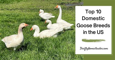 10 Domestic Goose Species & Geese Types