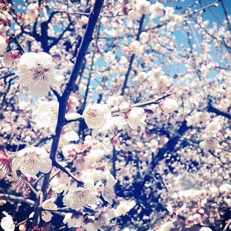 t & p ; Daegu(의인정사), 2013 | Bloom, Blossom, Stunning photography